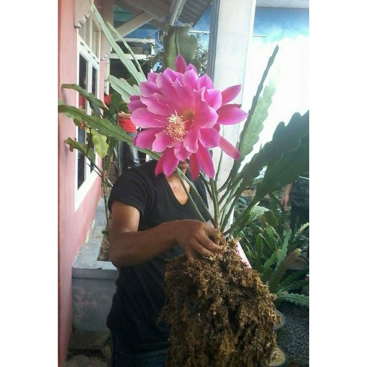 

Terlaris Bibit Tanaman Bunga Hias Wijaya Kusuma Pink - Hoki