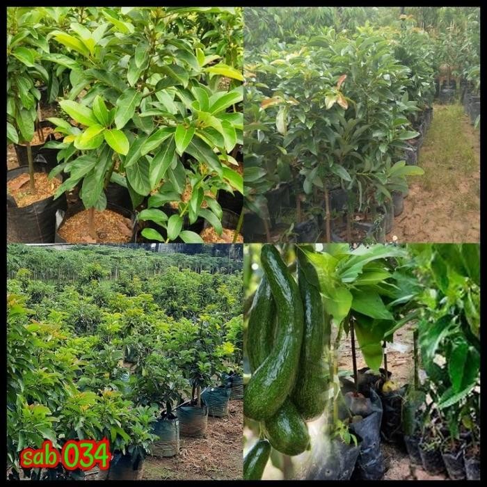 

Terlaris Bibit Alpukat Sab034 Tinggi 1 Meter Up Batang Ukuran Besar