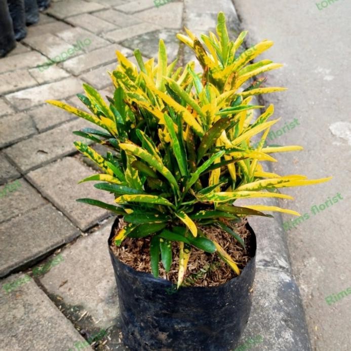 

Pohon Puring Cabe/Tanaman Hias Hidup/Puring Hias Di Polybag