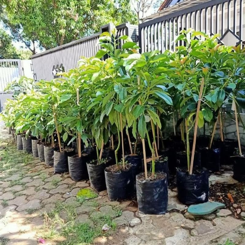 Bibit Alpukat Pluwang Tinggi 1 Meter Up Batang Besar