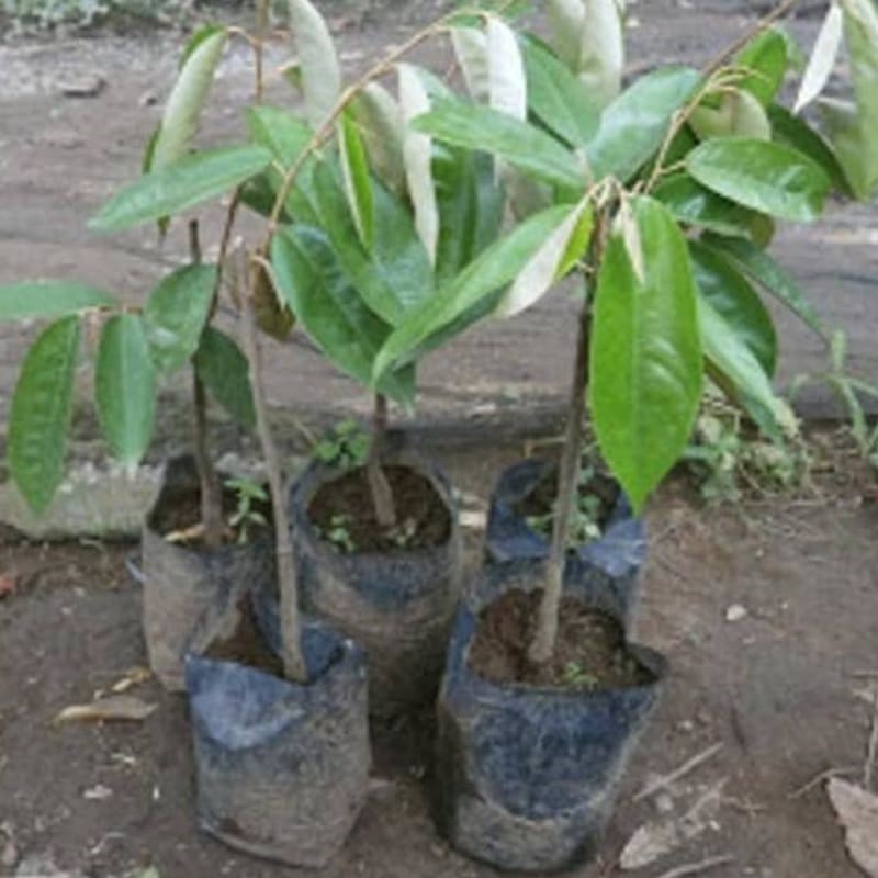 bibit durian merah banyuwangi