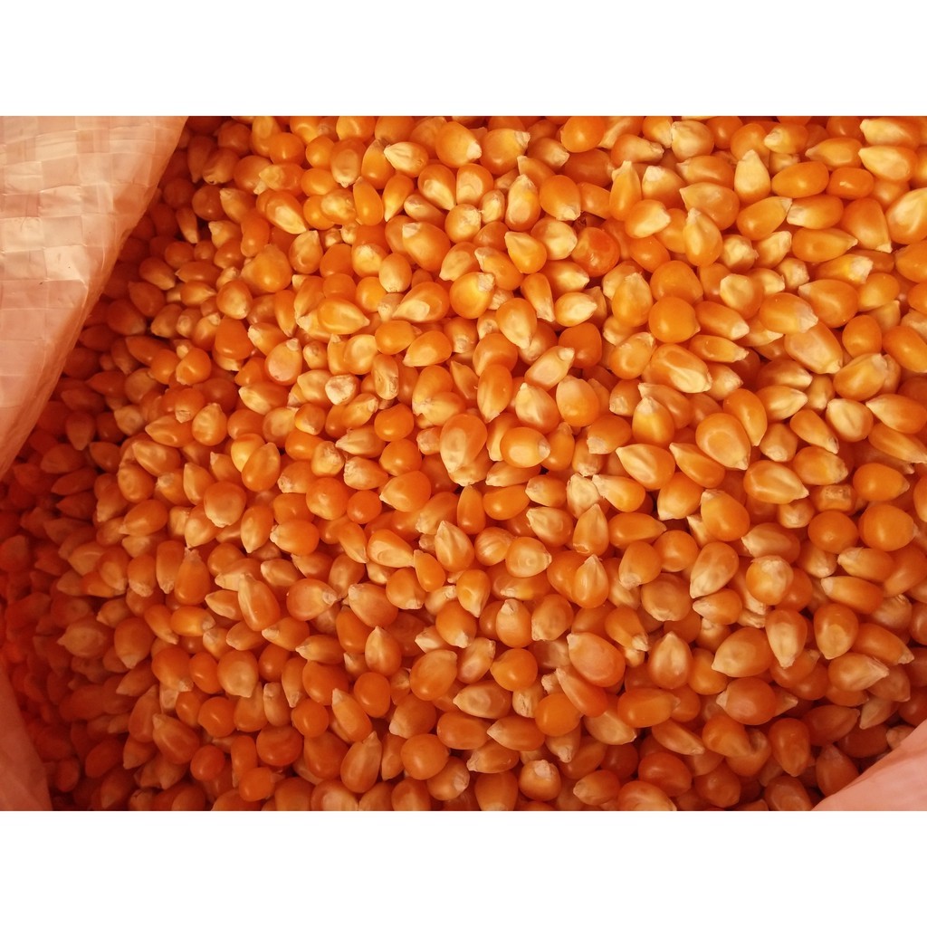 

Biji Jagung Popcorn 200g