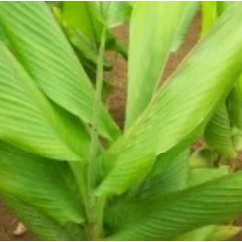 

Terlaris Bibit Tanaman Kunyit