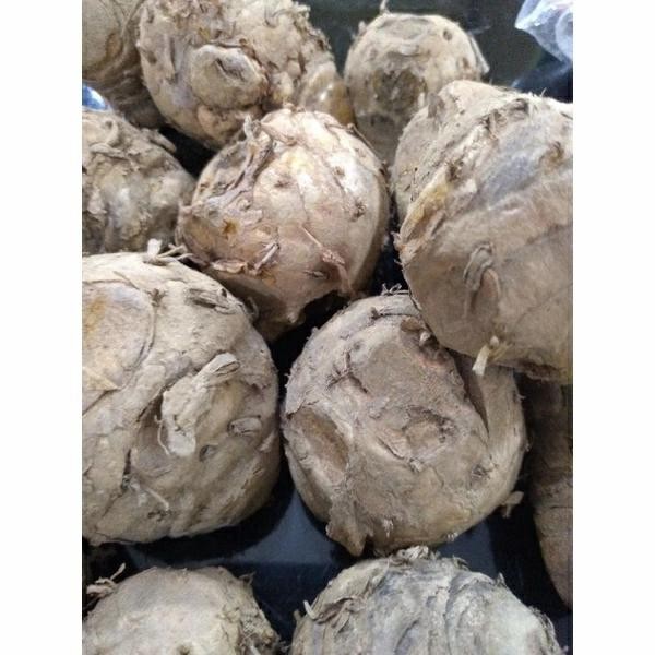 

Terlaris Biang Kunyit Segar 1Kg