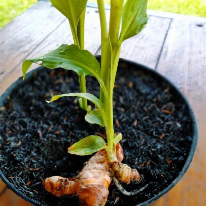

Terlaris Bibit Pohon Kunyit Tanaman Herbal Dan Bumbu Masak