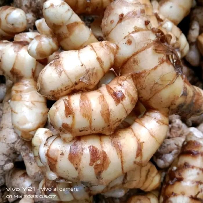 

Terlaris Kunyit Putih Segar Netto 500 Gram Jamu Jamuan Herbal Tradisional - Serbuk Herbal Alami -