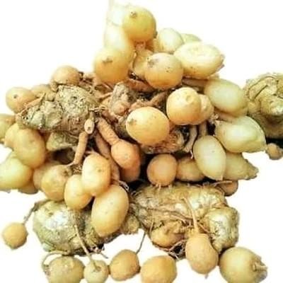 

Terlaris Rimpang Kunyit Putih Gomyok Netto 100 Gram Jamu Jamuan Tradisional Herbal