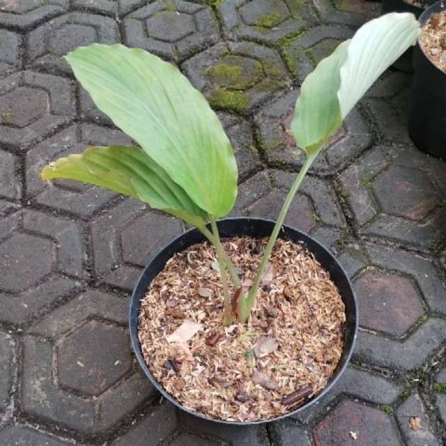 

Terlaris Tanaman Herbal Kunyit Hitam Asli 100%(Kaempferia Parviflora)