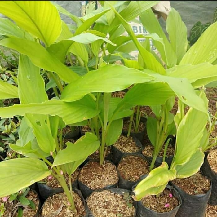 

Terlaris Bibit Pohon Kunyit / Pohon Kunyit