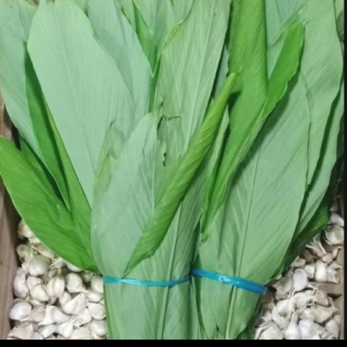 

Terlaris Daun Kunyit Segar 1 Ikat