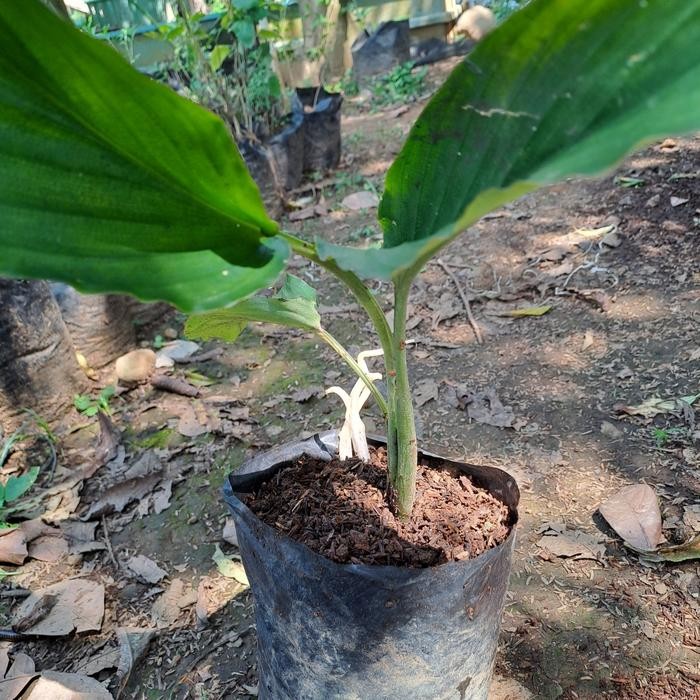 

Terlaris Bibit Kunyit Hitam Segar Murah