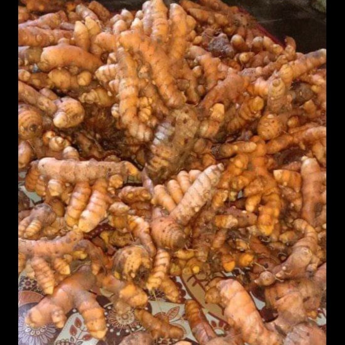 

Terlaris Kunyit Segar 1Kg