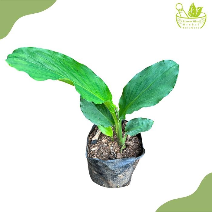 

Terlaris Tanaman Herbal Kunyit Putih/Kunir Putih/Kaempferia Rotunda L
