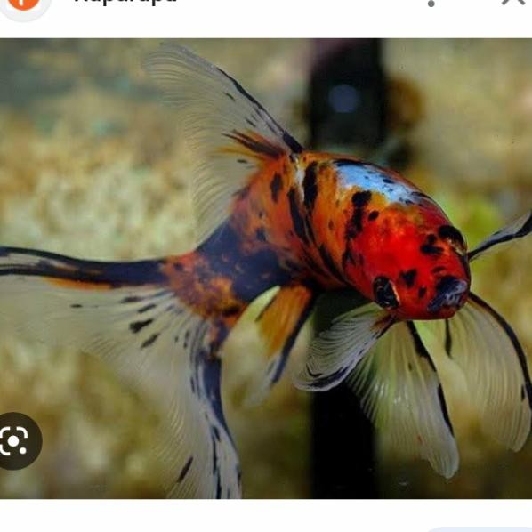 Ikan Komet Bokim Panca Warna Grade A Size 10cm
