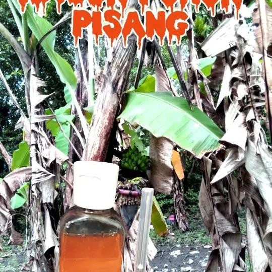 SUNTIK RACUN POHON PISANG, Ampuh