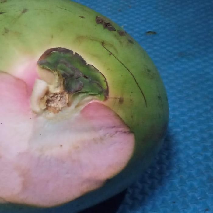 Kelapa Ijo Muda (Kelapa merah)/pcs