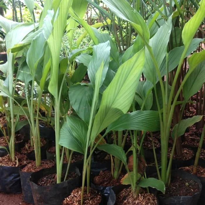 

Terlaris Pohon Kunyit Kuning Tanaman Herbal