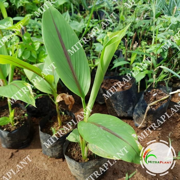 

Terlaris Bibit Pohon Temu Putih - Tanaman Umbi Kunyit Putih - Tanaman Herbal