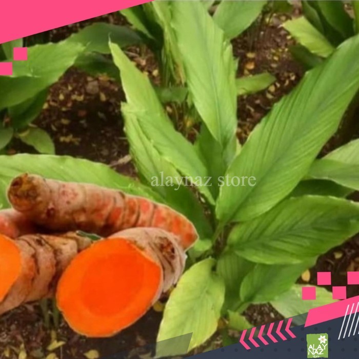 

Terlaris Bibit Tanaman Kunyit/Kunir Tanaman Herbal