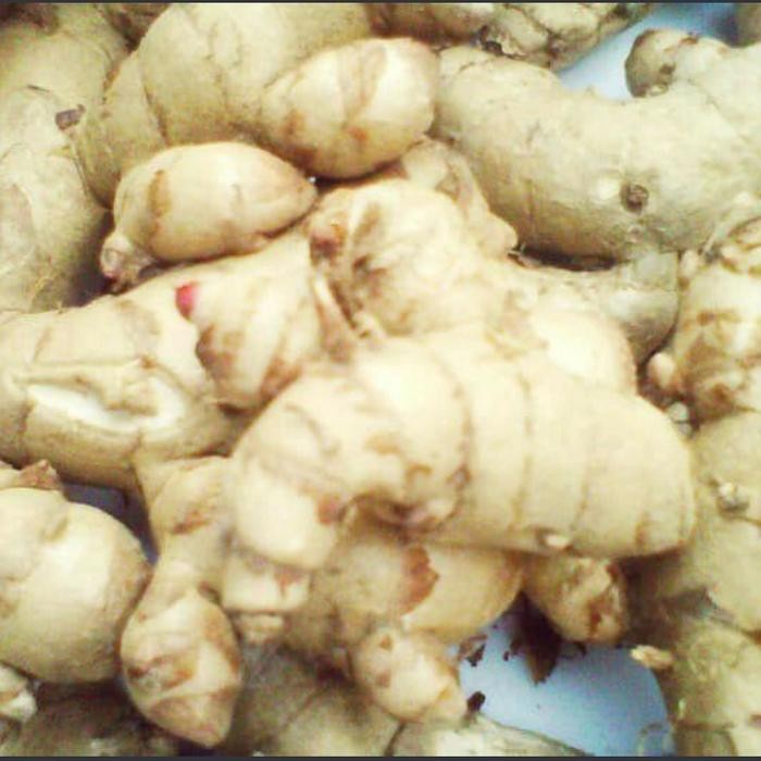 

Terlaris 1 Kg Temu Putih Segar Kunyit Kunir Murah