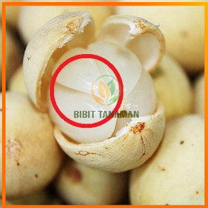 Bibit Duku Tanpa Biji Super Cepat Berbuah