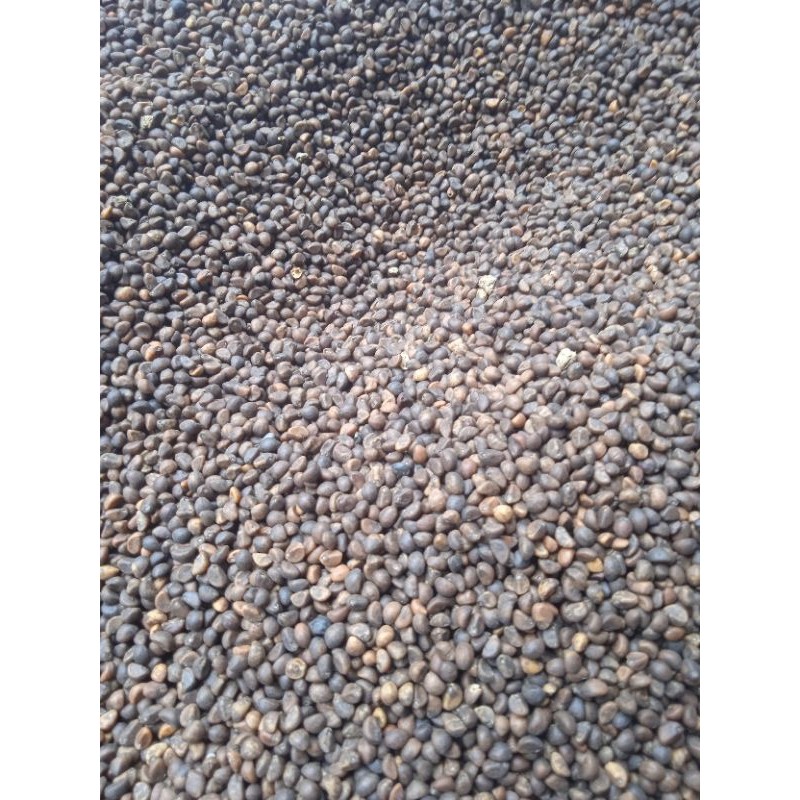 Bibit Kangkung Daun Sempit/Benih Kangkung Daun Sempit 1kg