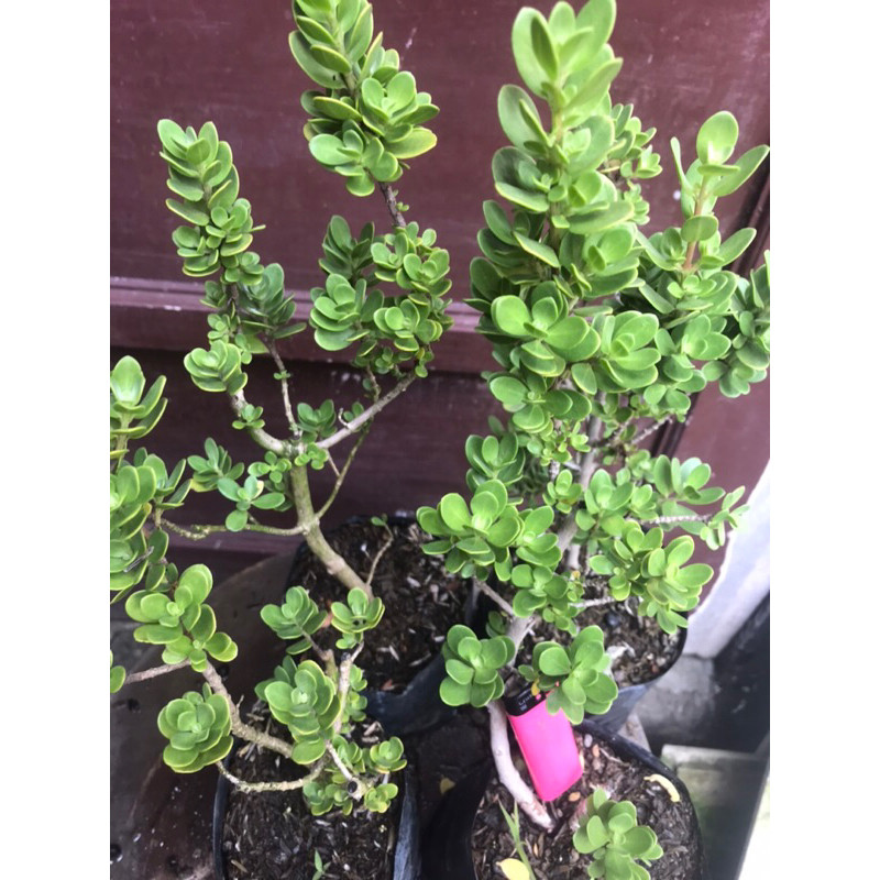 Santigi mawar Daun Bulat