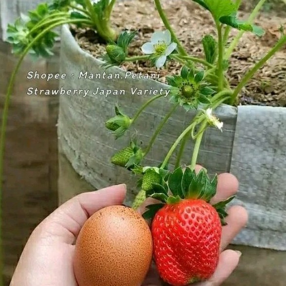 Tanaman Strawberry Berbuah - Indukan Strawberry Jepang