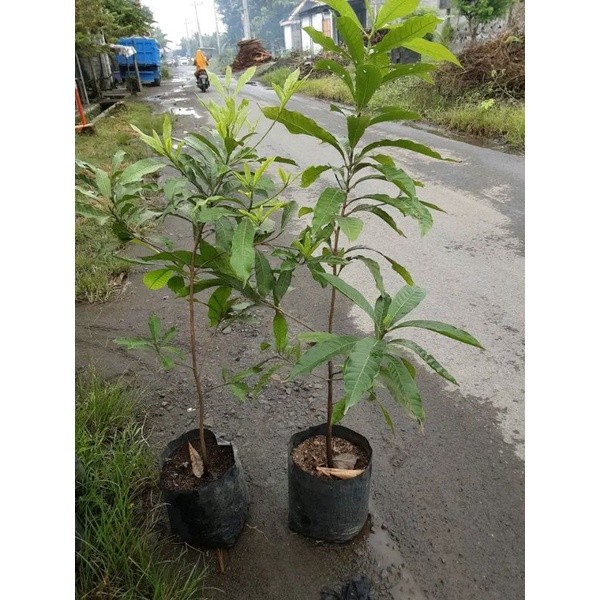 Bibit Sawo Abiu/Australia Jumbo Super Ungul.