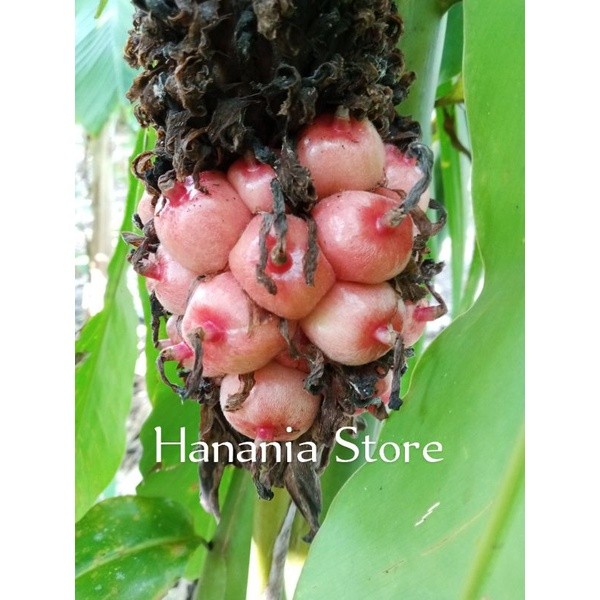 

Konter Makanan Buah Hoje Atau Buah Kecomrang