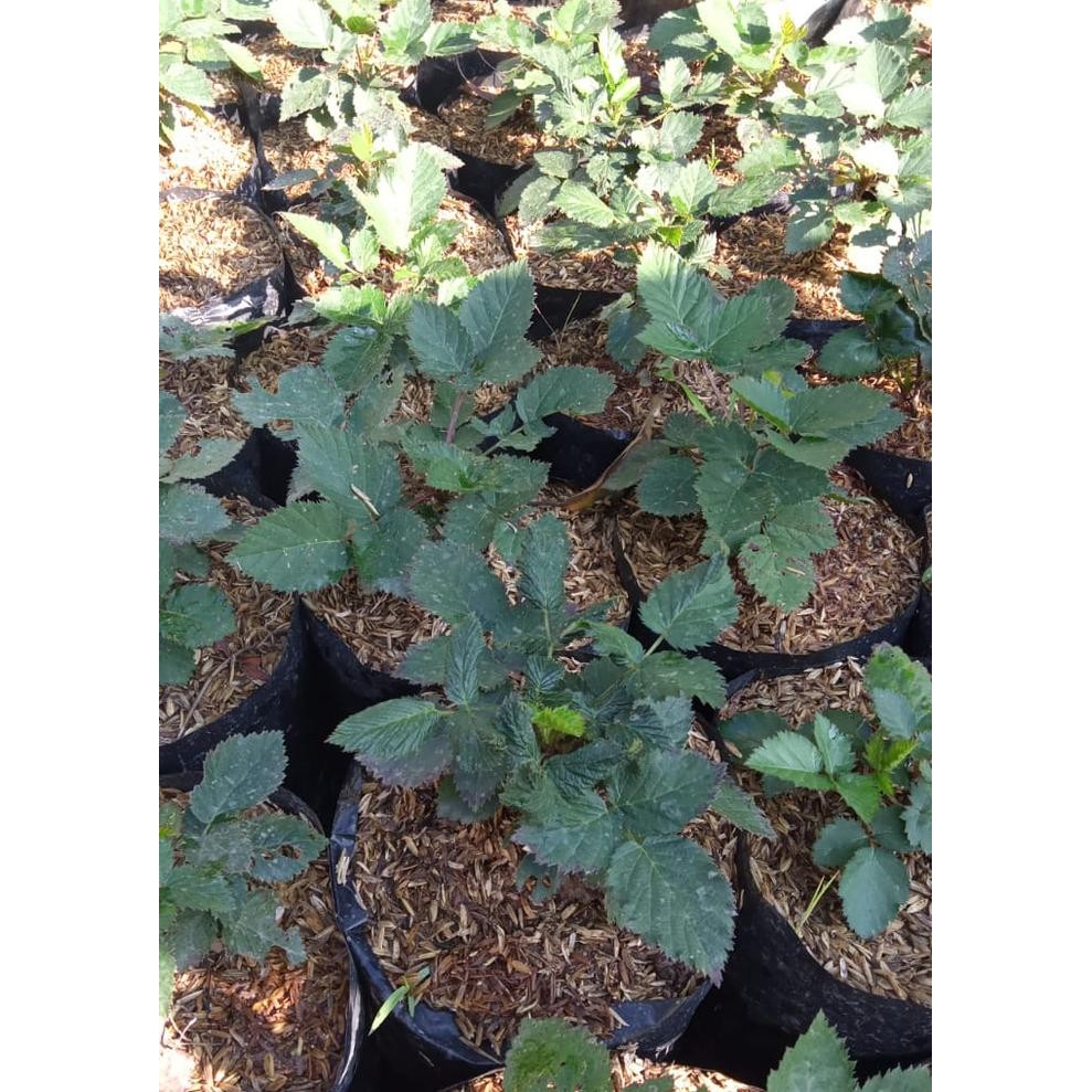 

Bibit Pohon Blackberry - Tanaman Buah Blackbery Rambat