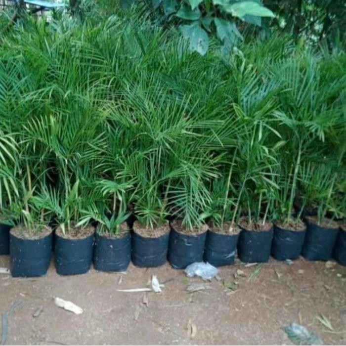 

Palem komodoria / bibit tanaman hias palem komodoria