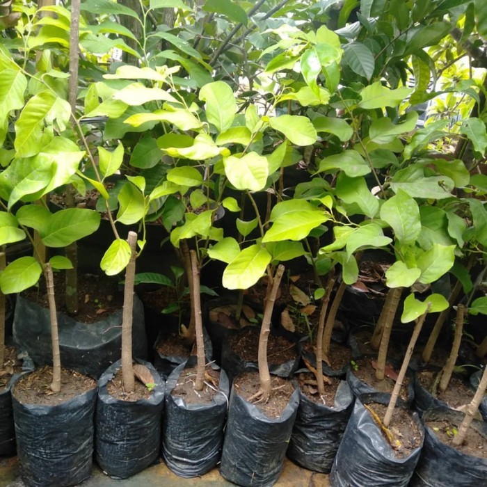 

Bibit Tanaman buah srikaya jumbo Super