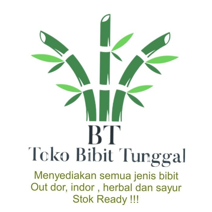 

Bibit tanaman delima satu meter ( 1,M) Delima putih/Merah/Hitam