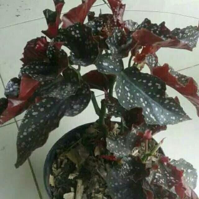 

tanaman hias begonia polcadot/bibit tanaman begonia polkadot
