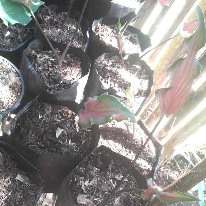 

Tanaman Hias Kladi Keris/Bibit kladi Keris