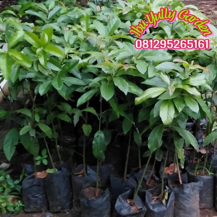 

Bibit Tanaman Alpukat Ori Miki di jamin asli