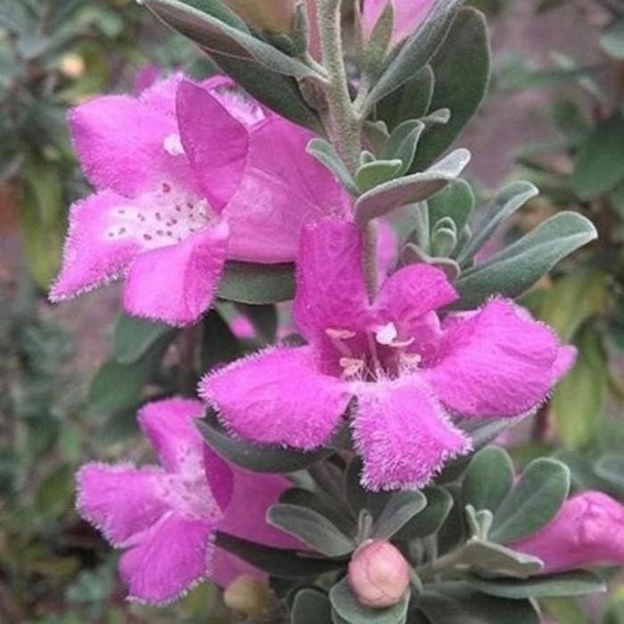 SIAPKIRIM [LANGKA] Leucophyllum frutescens / texas ranger/ texas sage / hijau perak bibit taan s