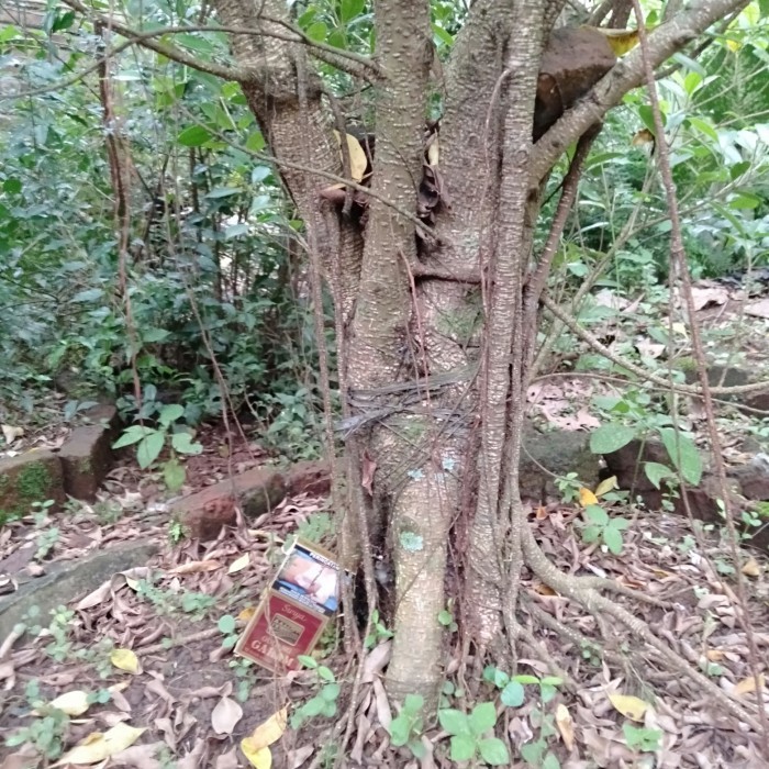 New  Bahan bonsai kimeng bonggol besar Ready Kak