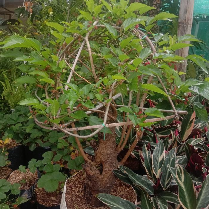 pohon murbei indukan batang besar bonggolan bonsai berbuah