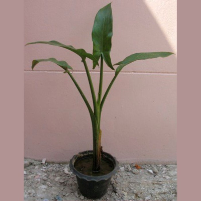 (Allthebest) Tanaman Hias Pisang Amazon Madagascar