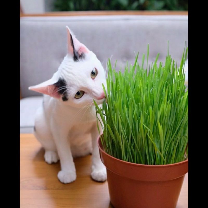 

Mamam_Asoy Rumput Gandum Rumput Kucing Wheatgrass Catgrass Bukan Catnip