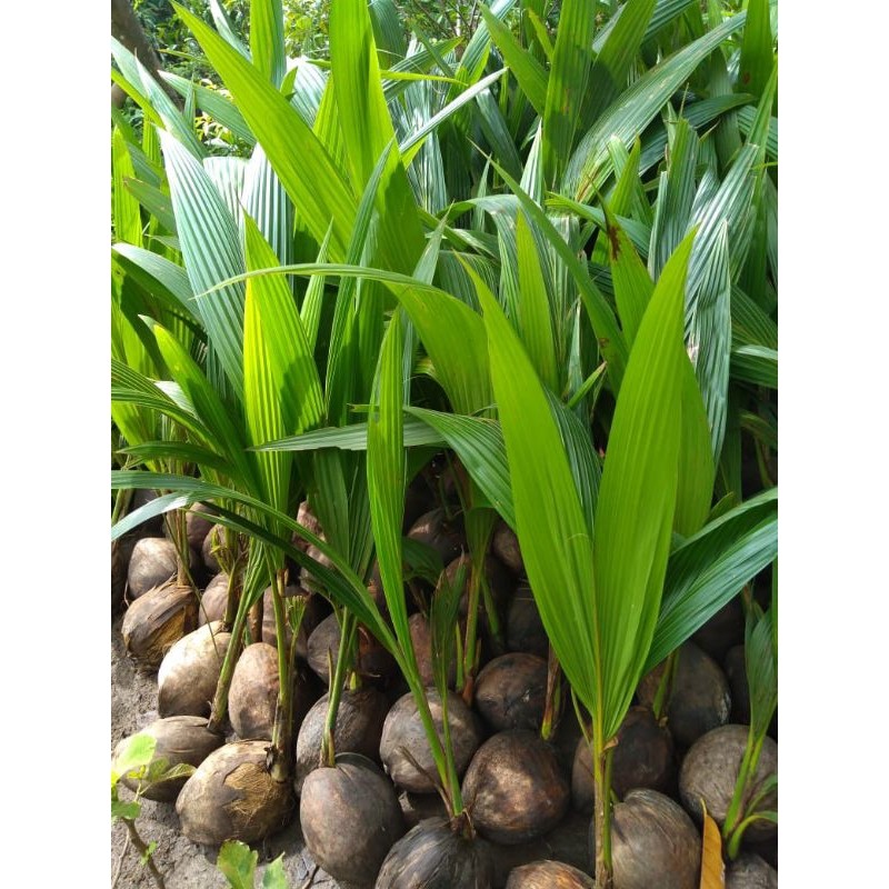 Bibit Kelapa Hibrida, Entog, Wulung