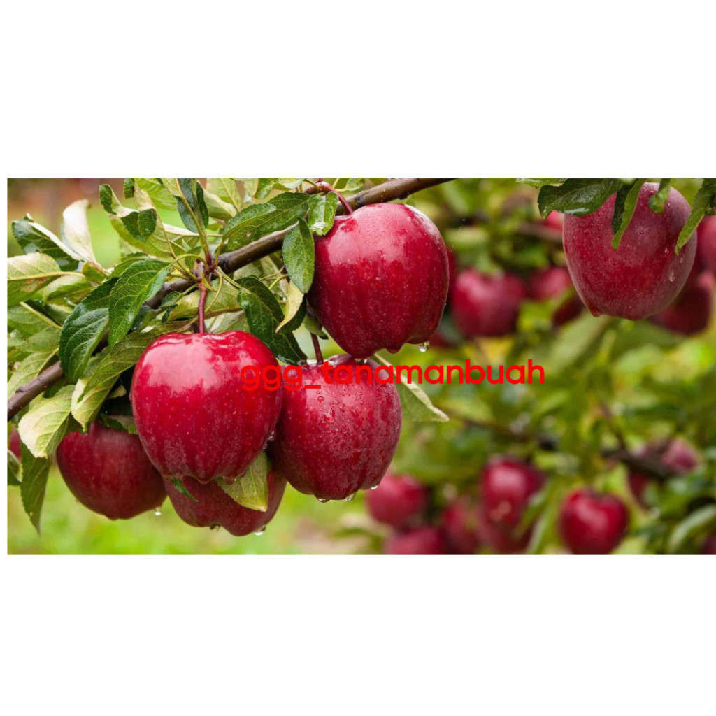 Indukan Bibit Apel Merah Cangkok Siap Berbuah
