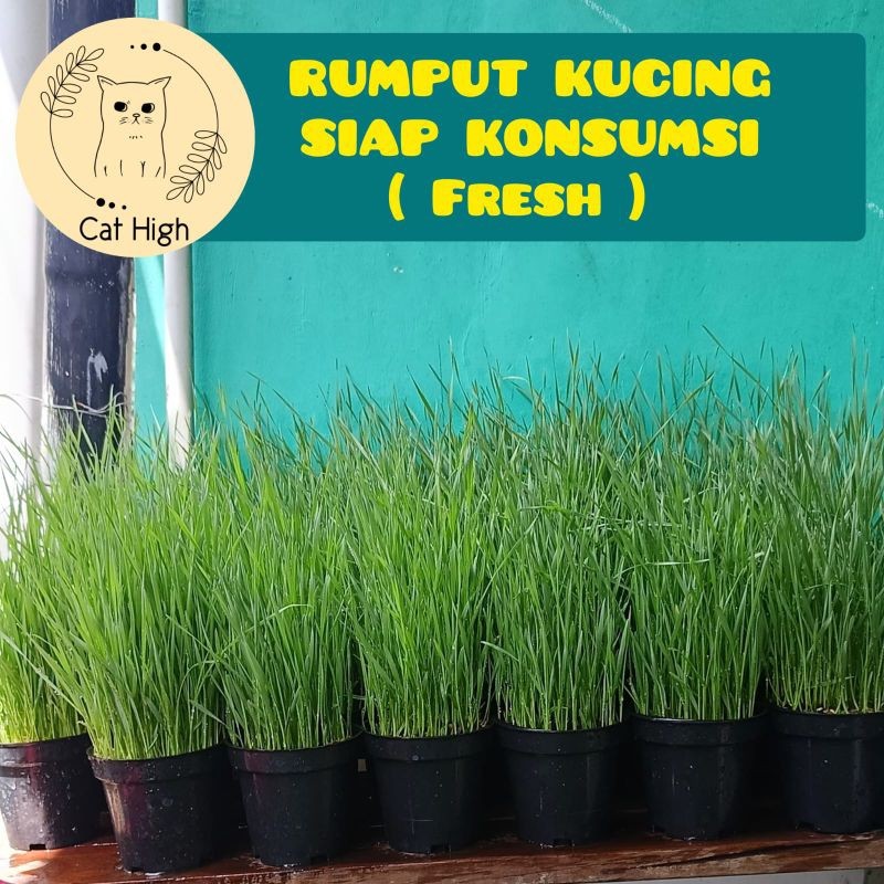 

Andrianbijaksana ( Paket 2 Pot ) Rumput Kucing Catgrass Rumput Gandum Siap Komsumsi