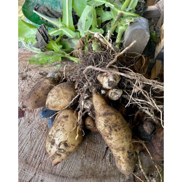 Bibit tanaman umbi manis yacon/yakon (Smallanthus sonchifolius)