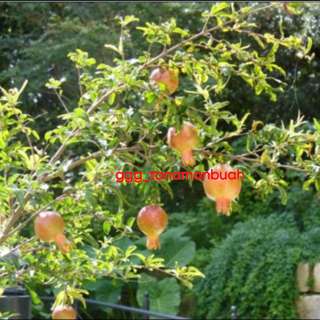 Pinan Shop Bibit Delima Putih Jumbo Sudah Berbunga Spesial