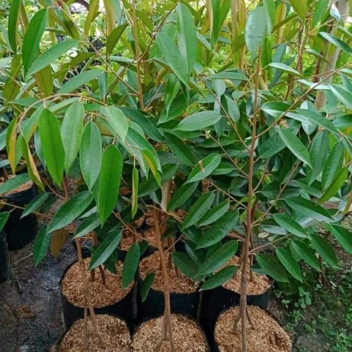 Bibit Durian Bawor asli Okulasi kaki 3 Kode 732