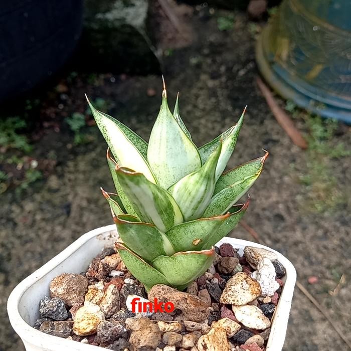 sansevieria hybrid pagoda tower variegata. dipot 8cm. Kode 358