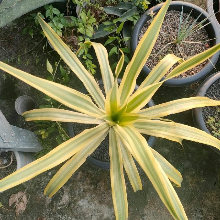 Pandan Bali variegata cakep pot size 30 Kode 622